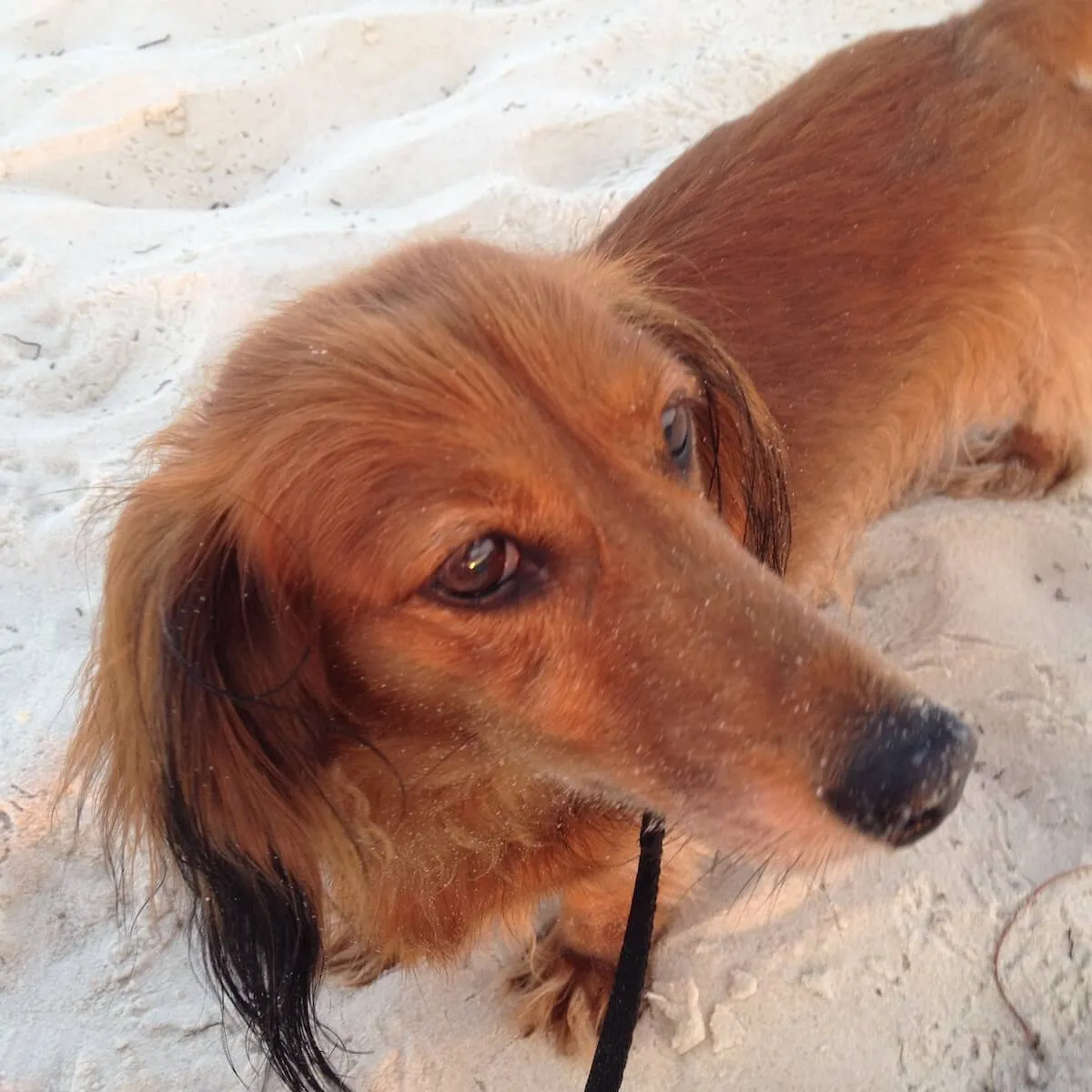 Ginger on the beach